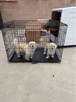 XL kennel