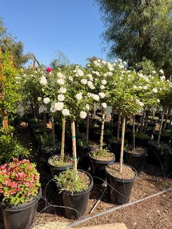 White iceberg roses trees 15 gal