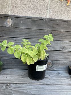 Vicks Plant Succulent