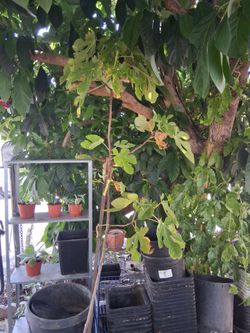 Fig tree