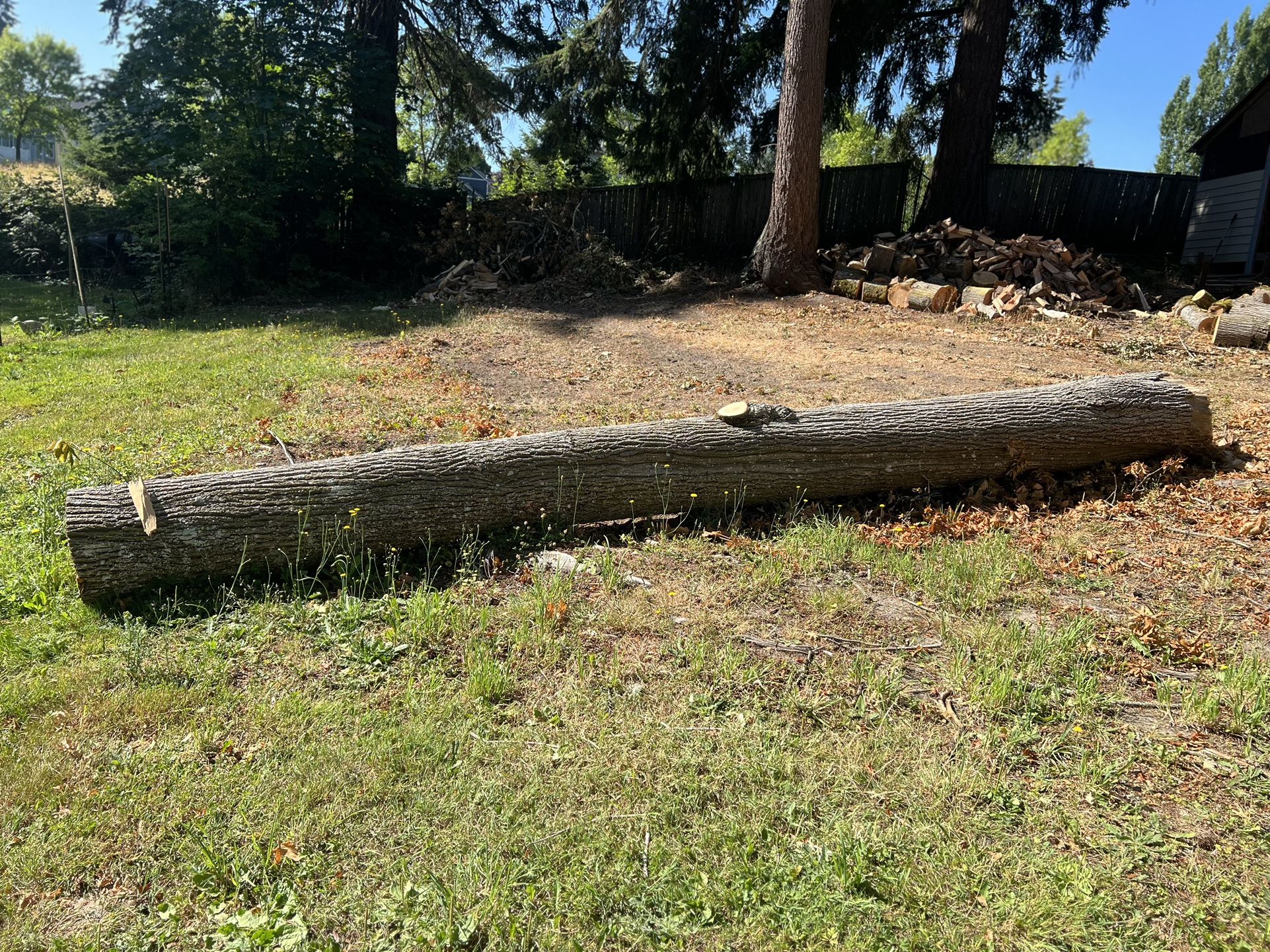 Freshly Fell Maple Logs