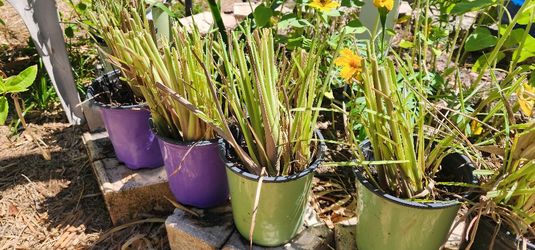 Lemon Grass Plant In Pot Great For Fragrance Or Cooking