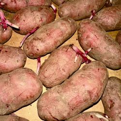 POTATO SEEDS ORGANIC to PLANT💯 from our Local Puyallup Farm. GET THESE RARE HARD TO FIND SEEDS POTATOES IN THE GROUND NOW . (THEY WILL GO FAST) .limi