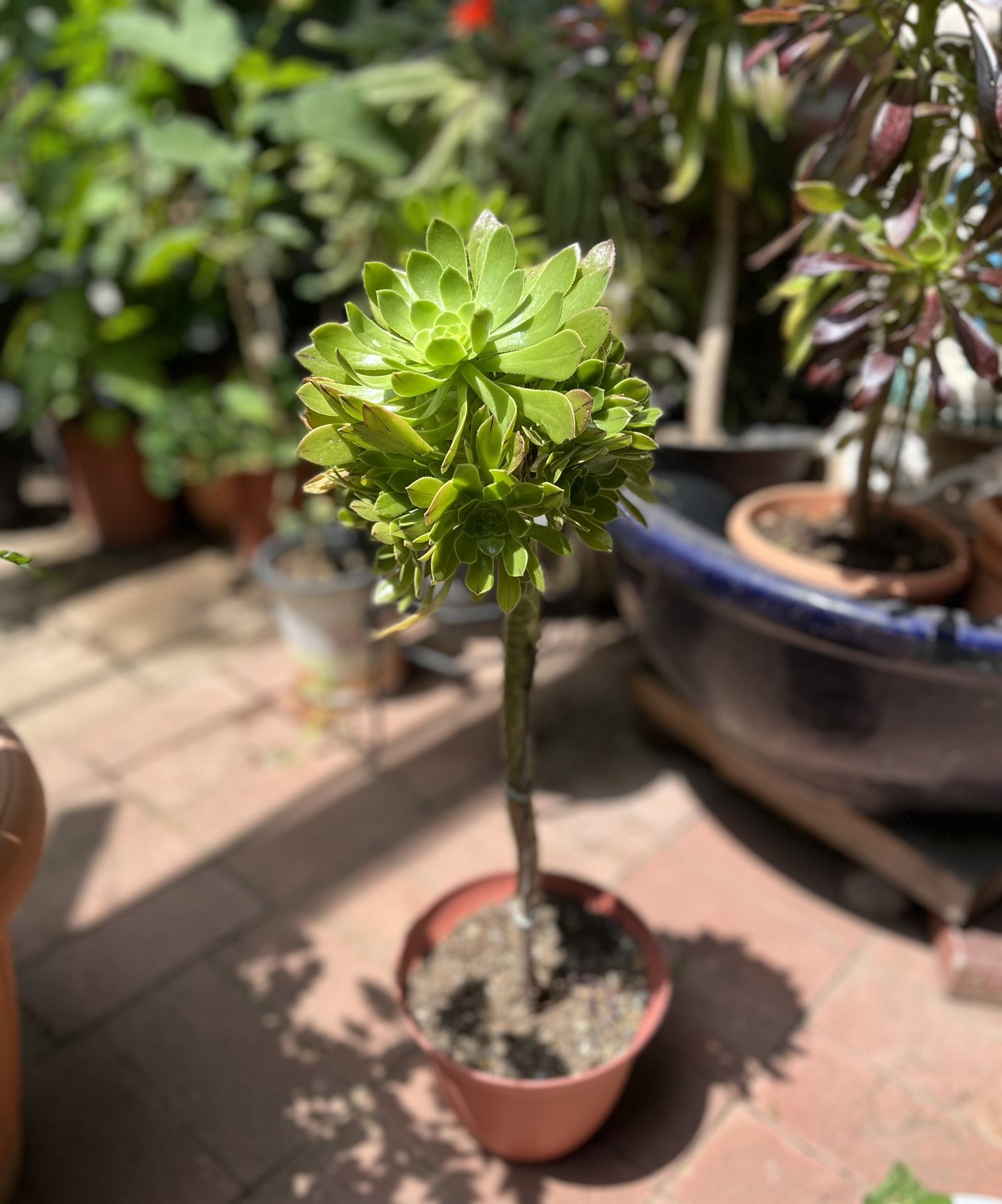 Topiary Aeonium Succulent