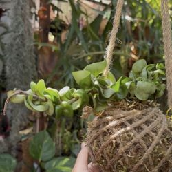 Hindu Rope Hoya  Kokedama 