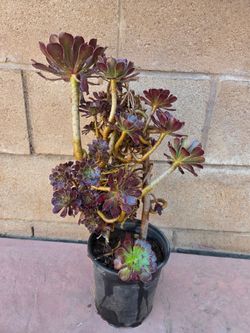 Suculent Plant