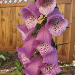 Foxgloves for an English-Style Flower Garden 