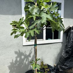 Fig Tree 