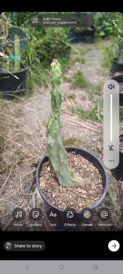 Totem pole cactus plant