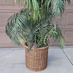 Indoor Artificial Tree - Large Base