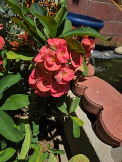 Pink Corona de Cristo Flower
