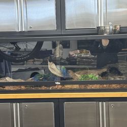 Dubia enclosure: 48x24x18 (90 Gallon) Reptile With Radiant Heat Panel