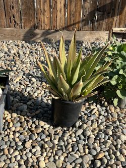 Plants Savila and Maguey