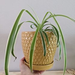 Spider Plant