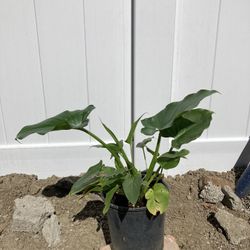 Alcatraz Natural Plant 