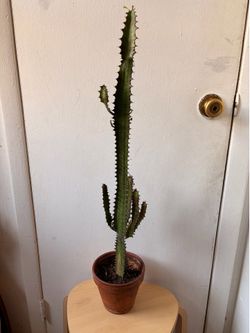 Euphorbia cactus in a terracotta pot