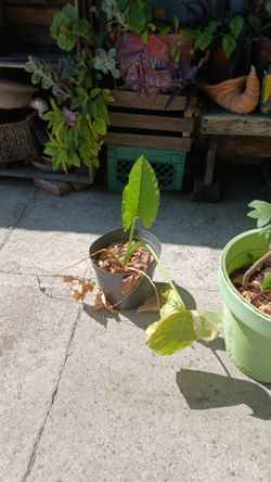 Plant