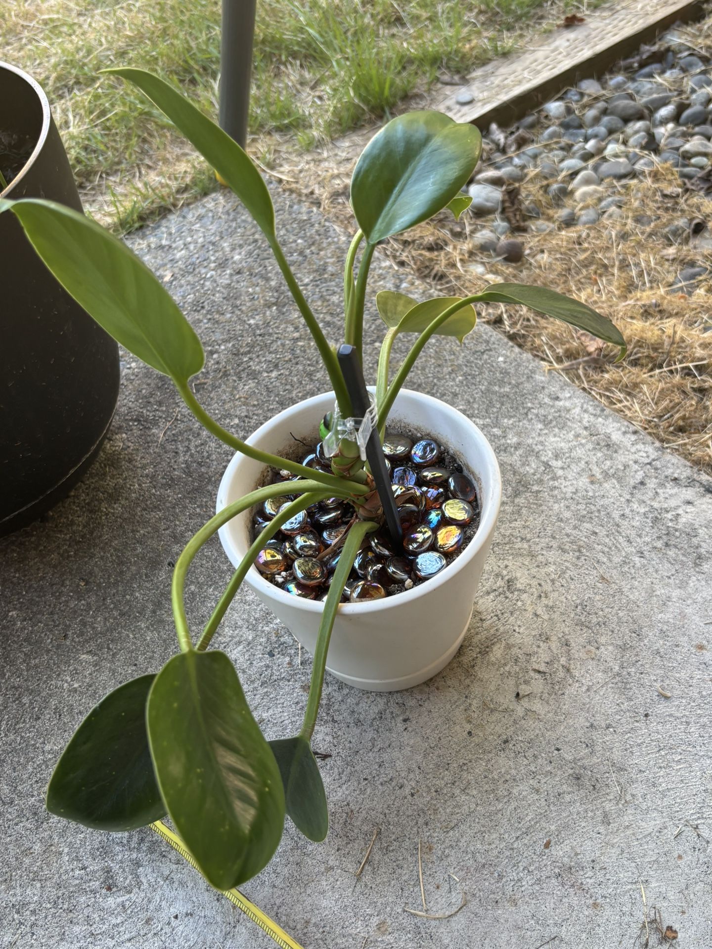 House Plant In A White Ceramic Pot