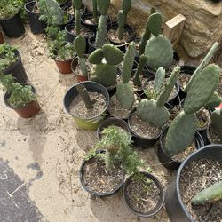 Plant Sale Desert Plants $20