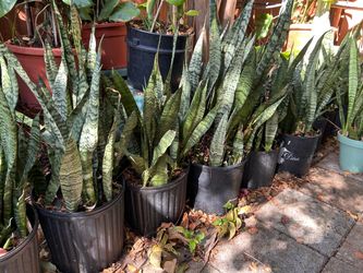 Snake plant in 3 gallon pot