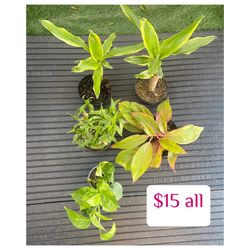 Plants (6”aglaonema, 2 x 5”fortune plants, 4.5”lucky bamboo & 4”golden pothos)$15 all
