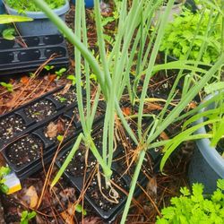 Green Onions
