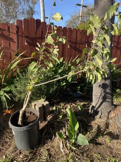 Pink lady Apple tree