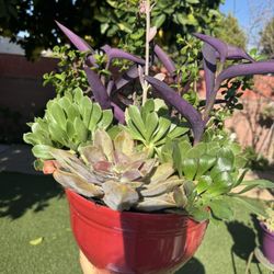 Gorgeous, Variety Of Succulents In A Big Pot 