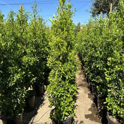Ficus Nitida Privacy Hedge