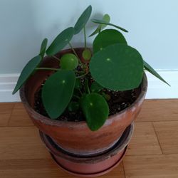 Pilea In Terracotta Pot