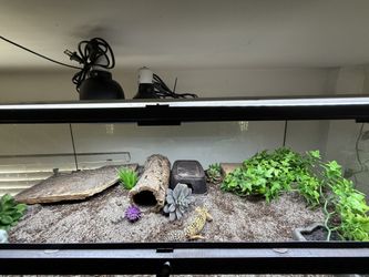 Leopard Gecko Setup , Terrarium Reptile Lizard Aquarium