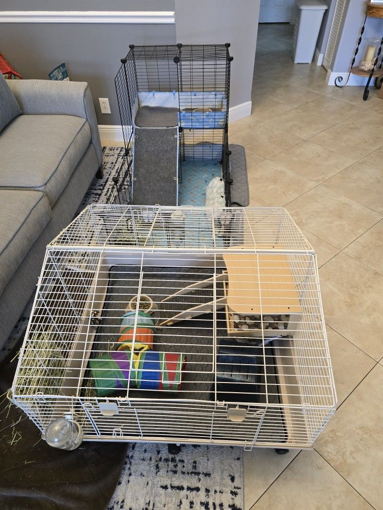 Free Guinea Pigs With Cages And Everything To Care For Them