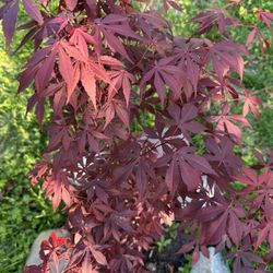 $30 Young Japanese Red Maples— Potted And Ready For Planting!