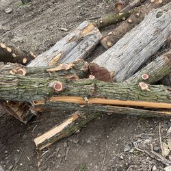 Pine Logs 6 To 7 Foot