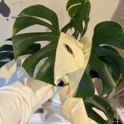 monstera Albo Variegated Plant