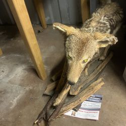 #25820 P | Coyote Life-Size Taxidermy Mount 