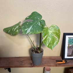 Monstera Thai Constellation 