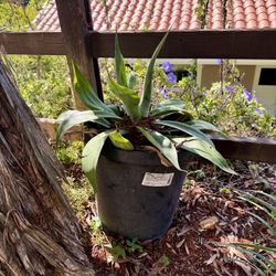 Large Agave Succulent Plant