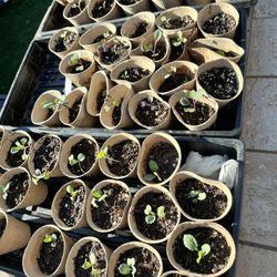 Healthy Cabbage Seedlings