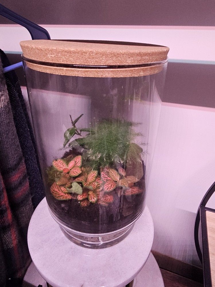 Terrarium 