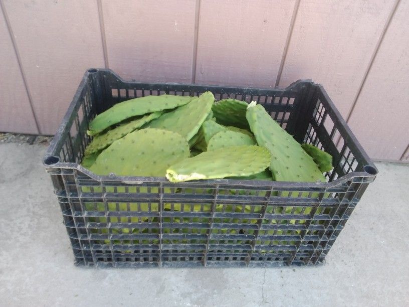 Caja De Nopales