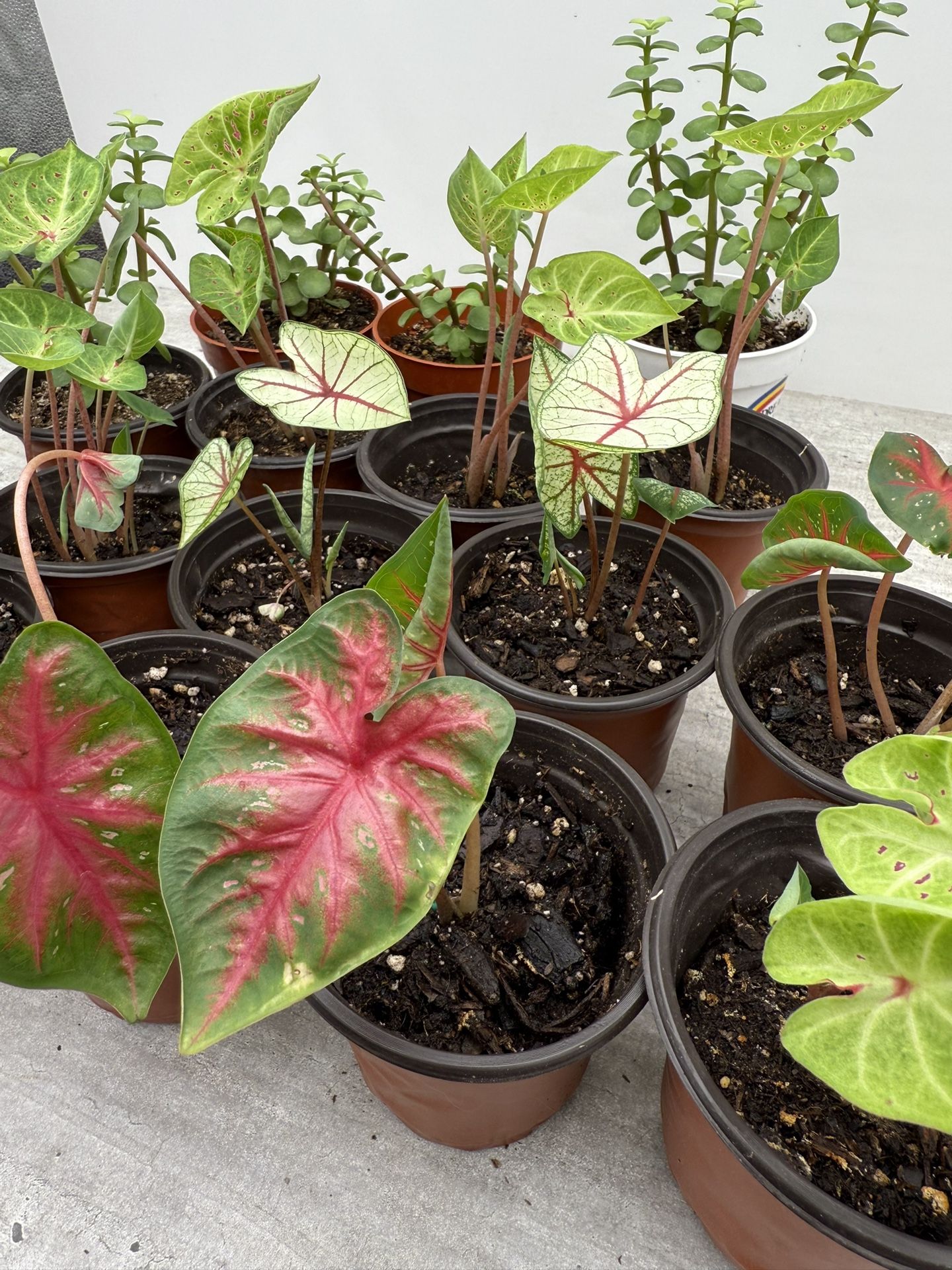 Caladium & Jade Topiary Live Plants 4” Pot New Colors Houseplant - 10 each
