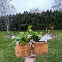 🪴Housplant Thanksgiving Cactus
