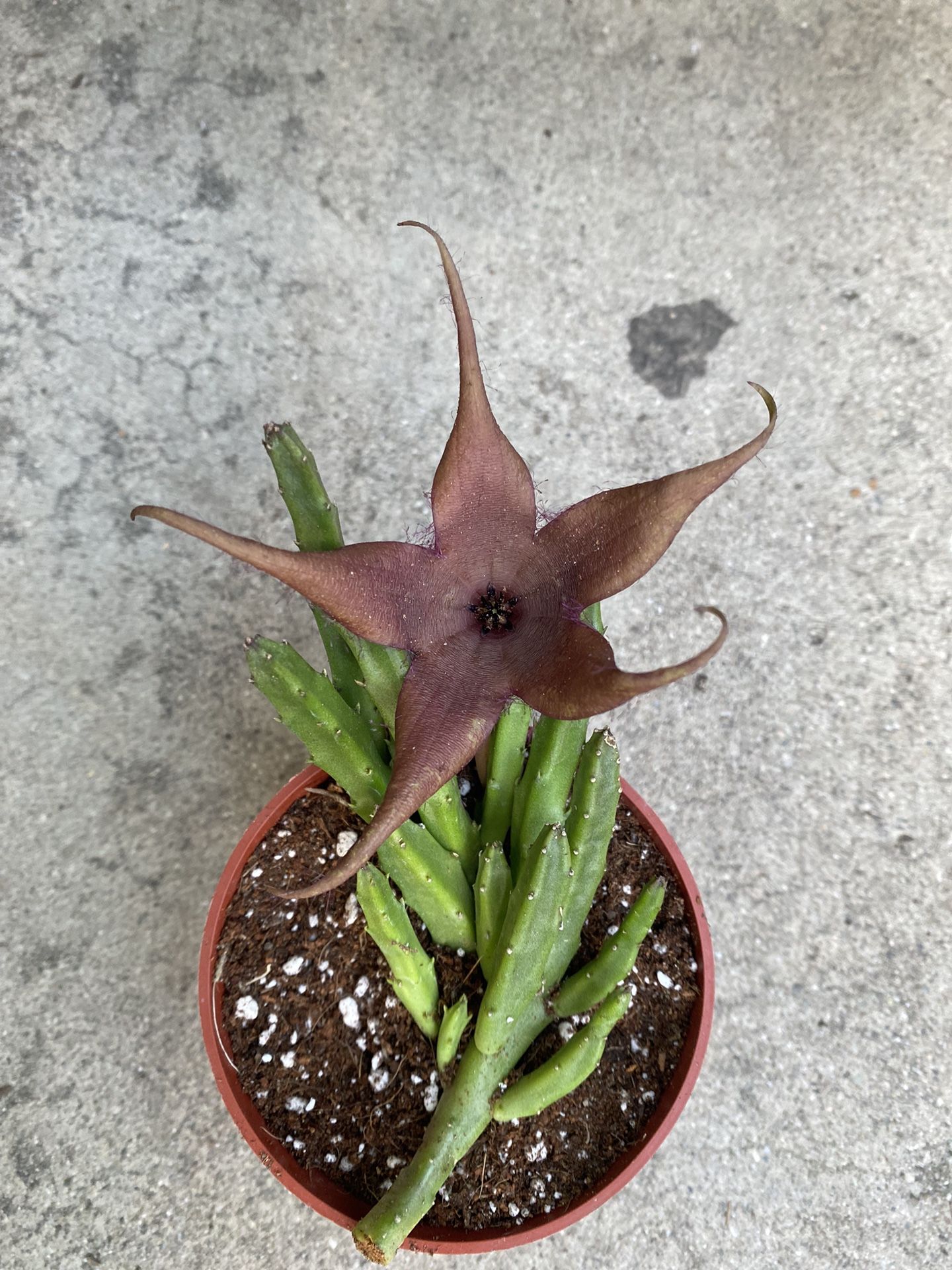 Stapelia Start Fish Blooming Plant, In 4 Inch Pot Pick Up Only