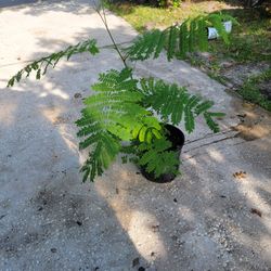 Royal Poinciana Tree( Flamboyan Amarillo)