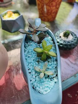 Venta De Plantas Naturales 🌻Sale of Natural Plants 