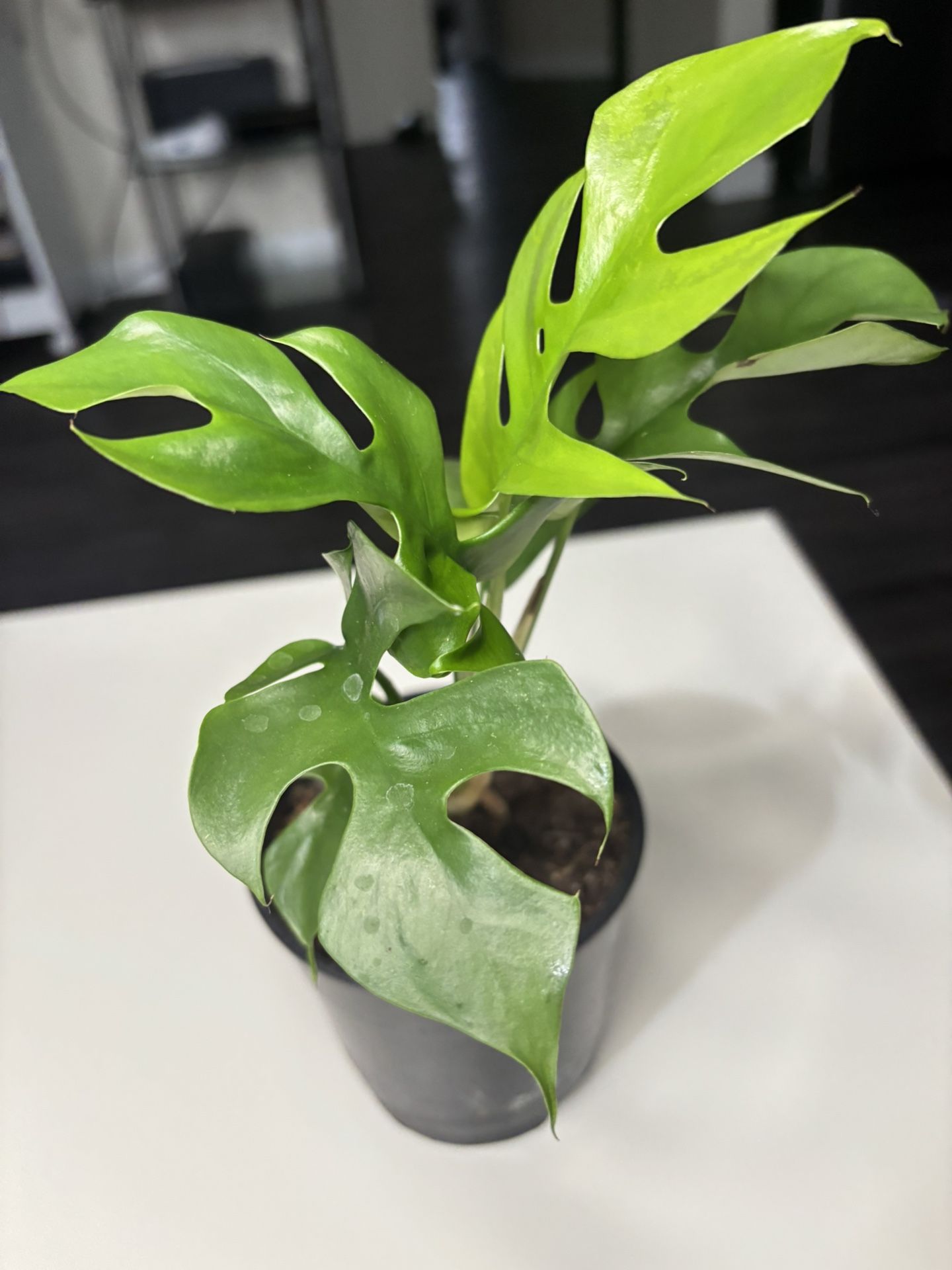 Monstera Minima 