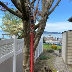 Coron Extendable Branch Cutter