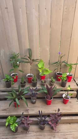 Assorted plants 3 each  plants that are big in picture  are how thet grow.