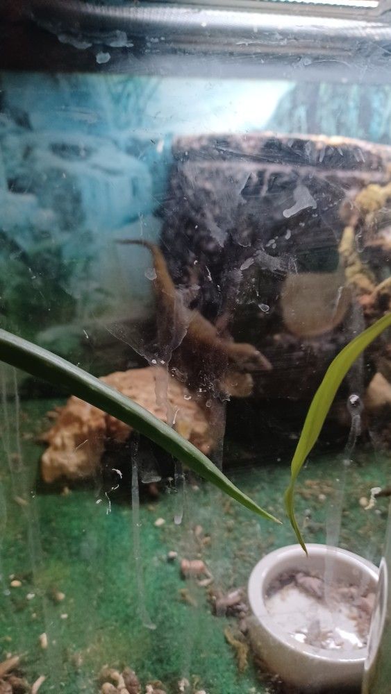 Breeding Pair Of Brown Day Geckos